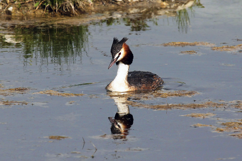 Svasso maggiore (Podiceps cristatus)
