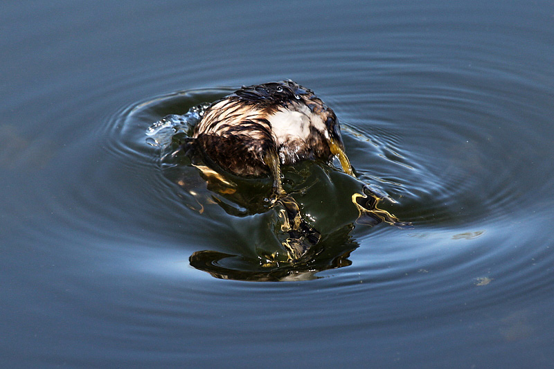 Tuffetto (Tachybaptus ruficollis)
