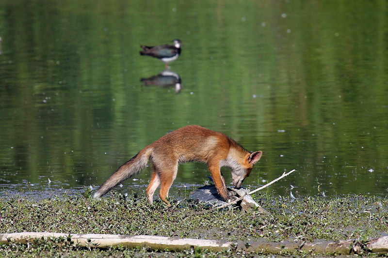 Volpe (vulpes vulpes)