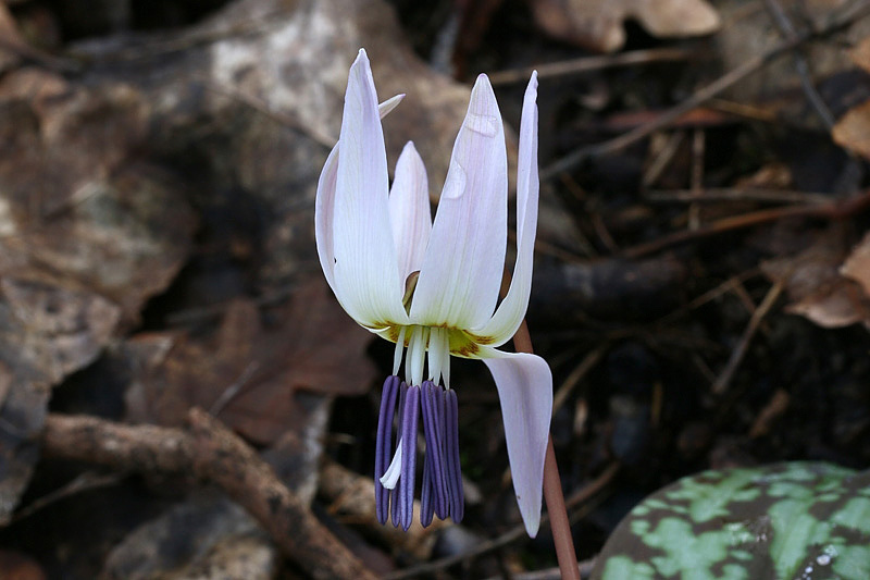 Erythronium dens-canis / Dente di cane