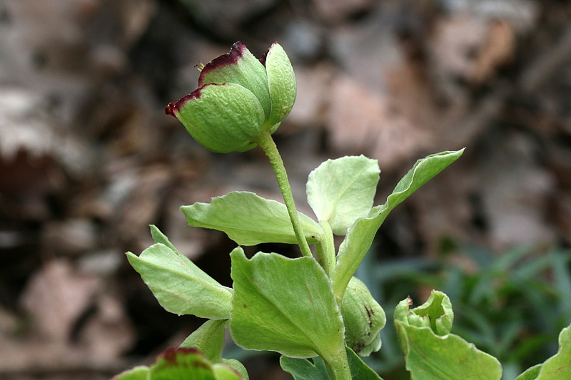 Helleborus foetidus / Elleboro fetido