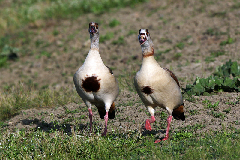 Oca egiziana (alopochen-aegyptiacus)