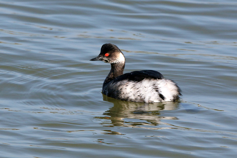 Svasso piccolo (Podiceps nigricollis)