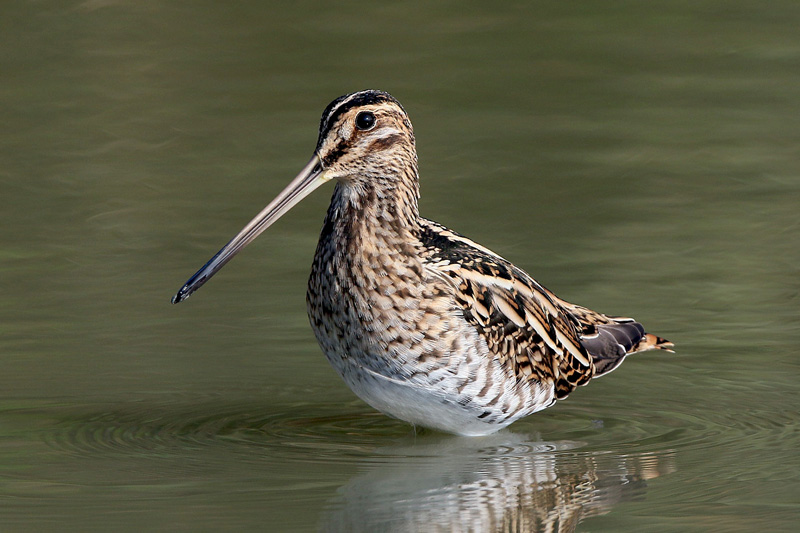 Beccaccino (Gallinago gallinago)