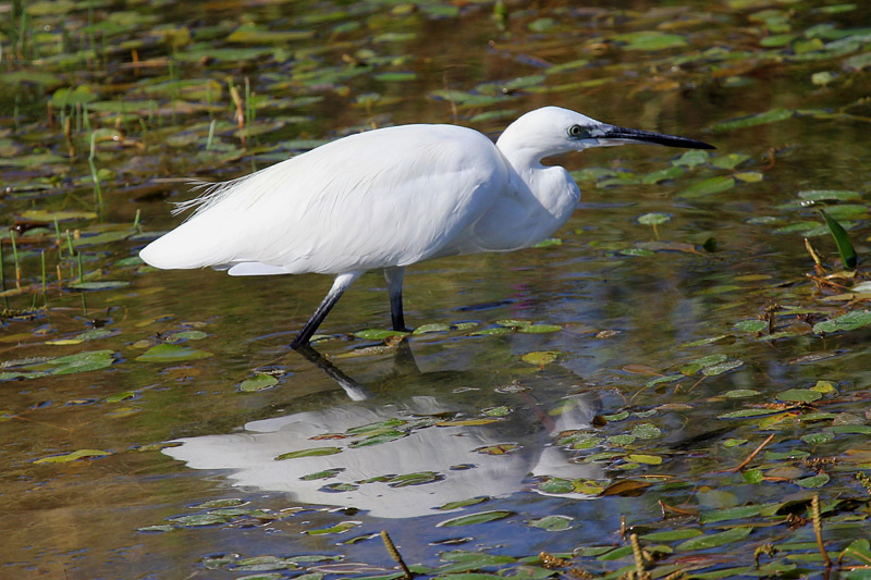 Garzetta (Egretta garzetta)