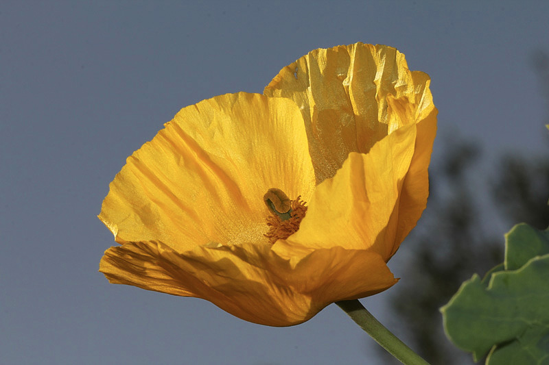 Glaucium flavum / Papavero cornuto