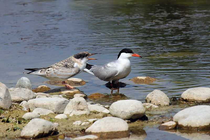 Sterna comune (sterna hirundo)