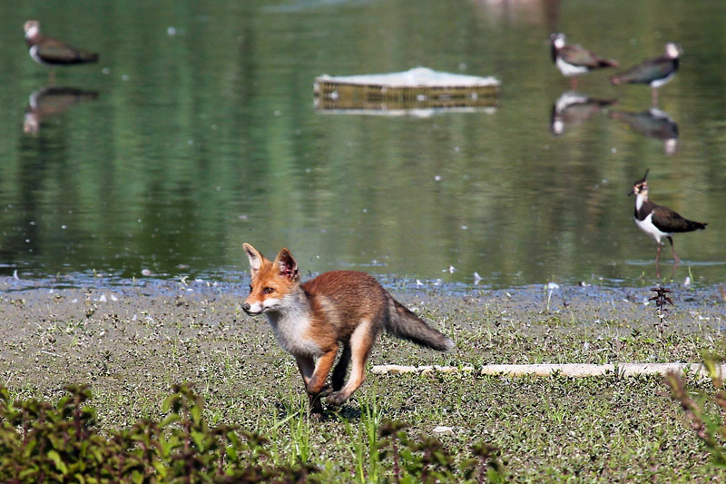 Volpe (vulpes vulpes)