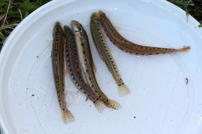 Cobite comune (Cobitis bilineata)