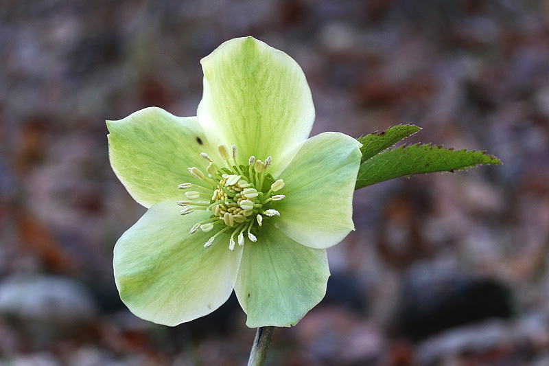 Helleborus viridis L. / Elleboro verde