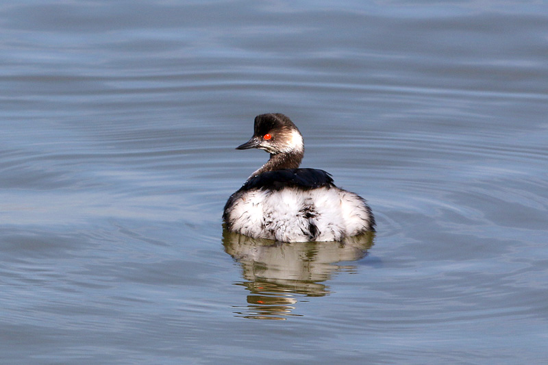 Svasso piccolo (Podiceps nigricollis)