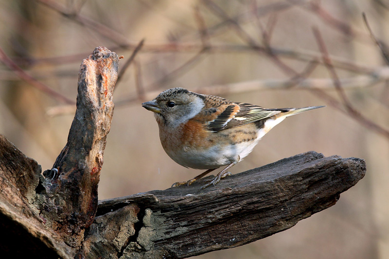 Peppola (Fringilla montifringilla)