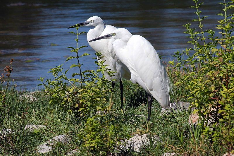 Garzetta (Egretta garzetta)