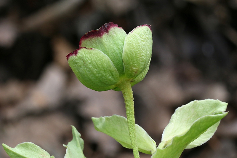 Helleborus foetidus / Elleboro fetido