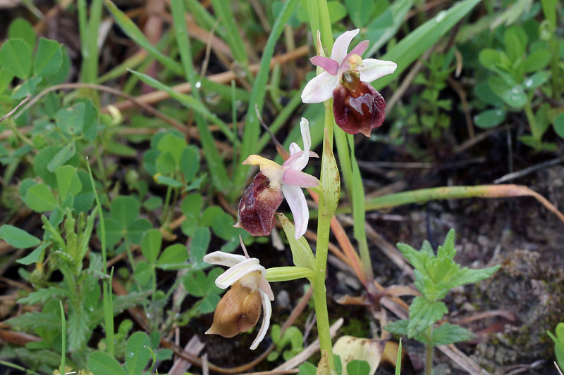 Ophrys lucis (Kalteisen & HR Reinhard) HF Paulus & Gack