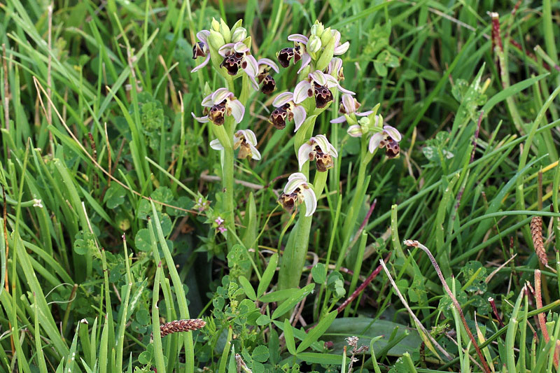 Ophrys umbilicata Desf.