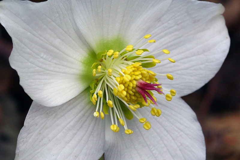 Helleborus niger L. / Rosa di Natale