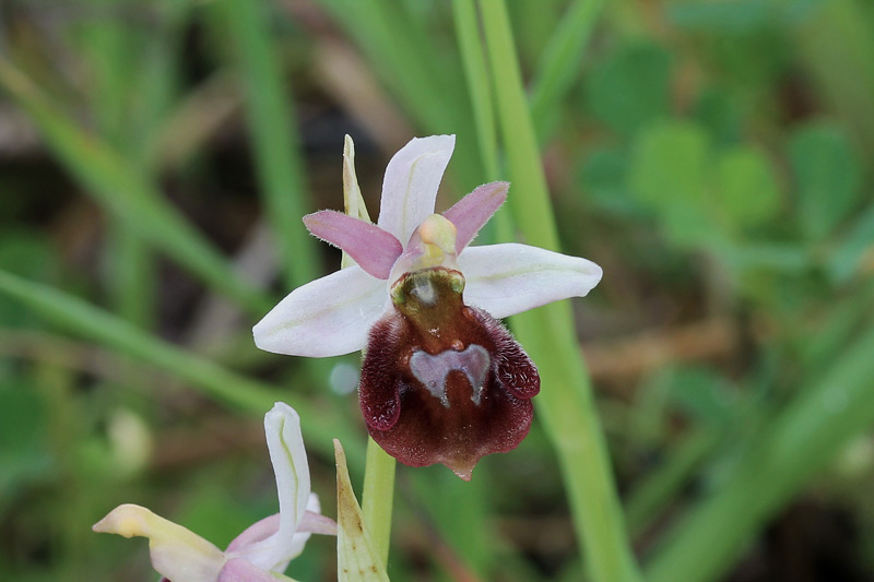 Ophrys lucis (Kalteisen & HR Reinhard) HF Paulus & Gack