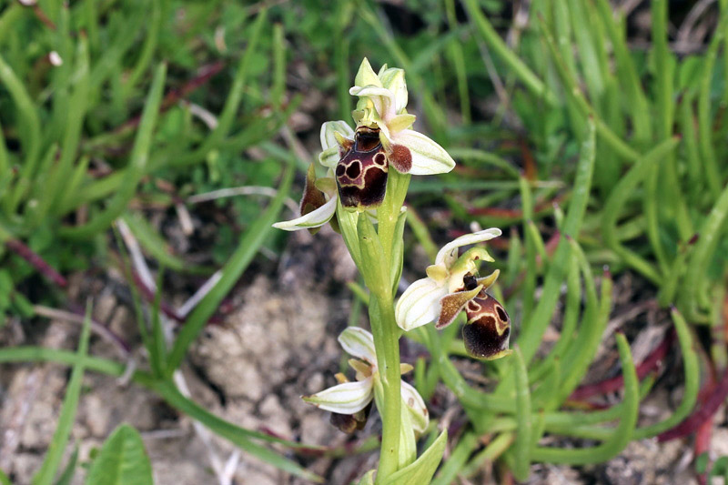 Ophrys umbilicata Desf.