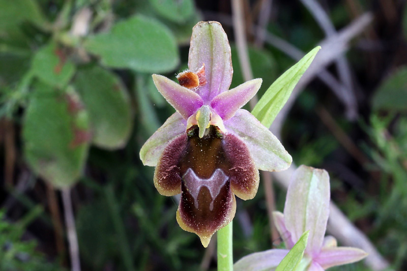 Ophrys lucis (Kalteisen & HR Reinhard) HF Paulus & Gack
