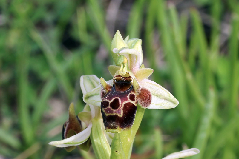 Ophrys umbilicata Desf.