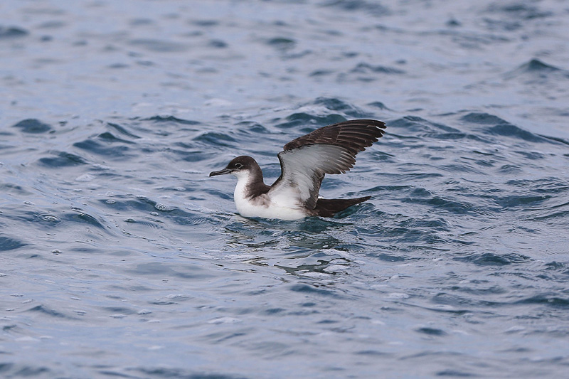 Berta minore (Puffinus yelkouan)