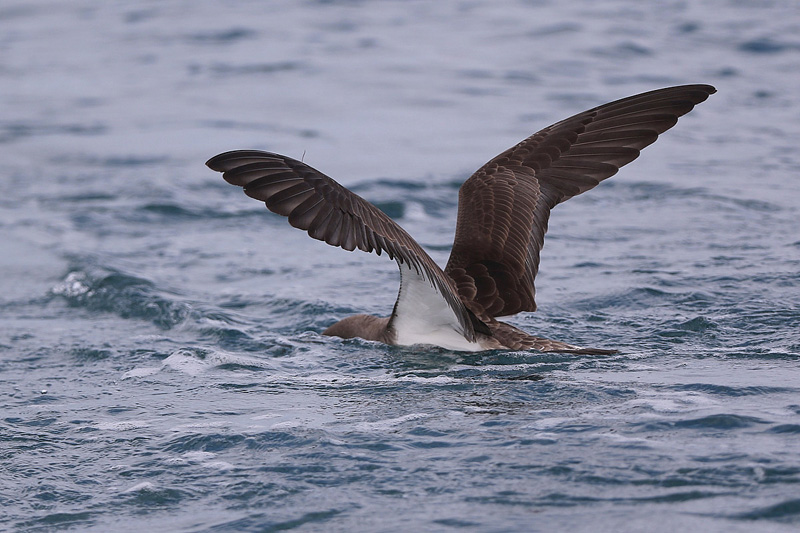 Berta minore (Puffinus yelkouan)