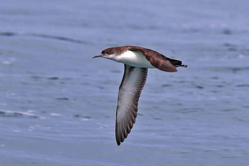 Berta minore (Puffinus yelkouan)