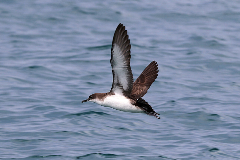 Berta minore (Puffinus yelkouan)