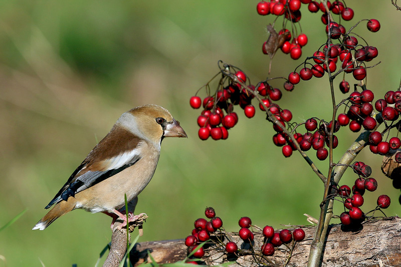 Frosone (Coccothraustes coccothraustes)