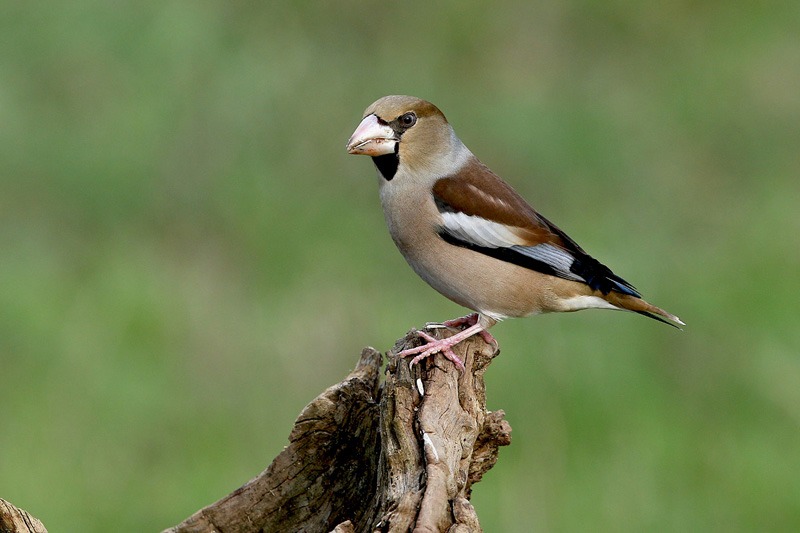 Frosone (Coccothraustes coccothraustes)