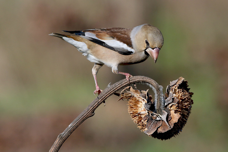 Frosone (Coccothraustes coccothraustes)