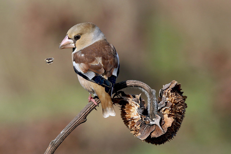 Frosone (Coccothraustes coccothraustes)