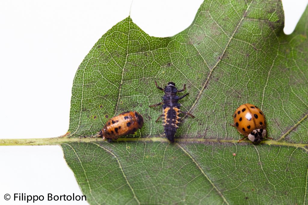 Harmonia axyridis, Coccinellidae