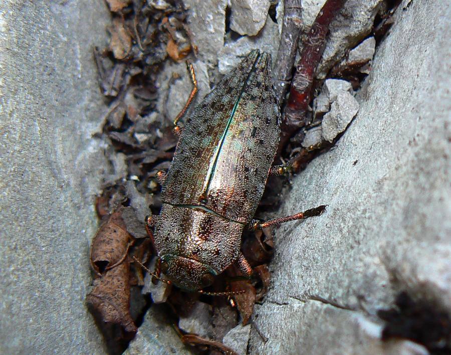 da ID Dicerca sp.