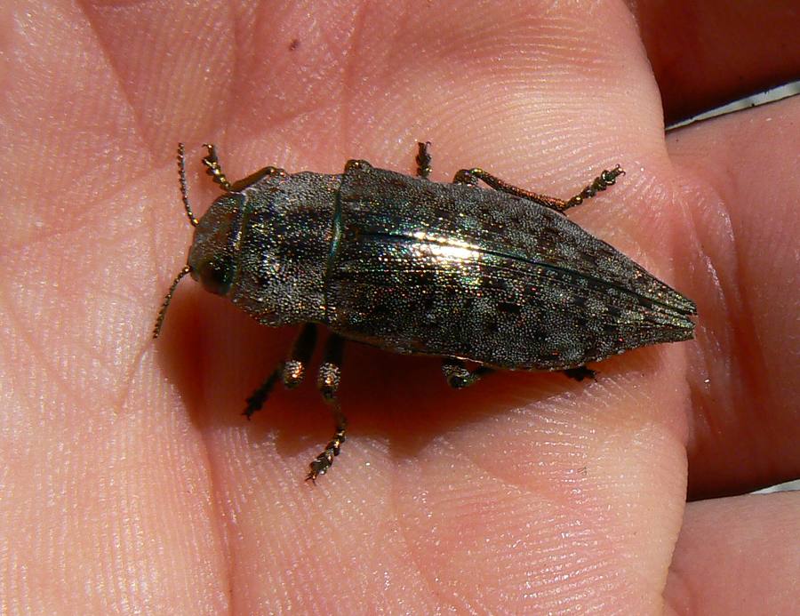da ID Dicerca sp.