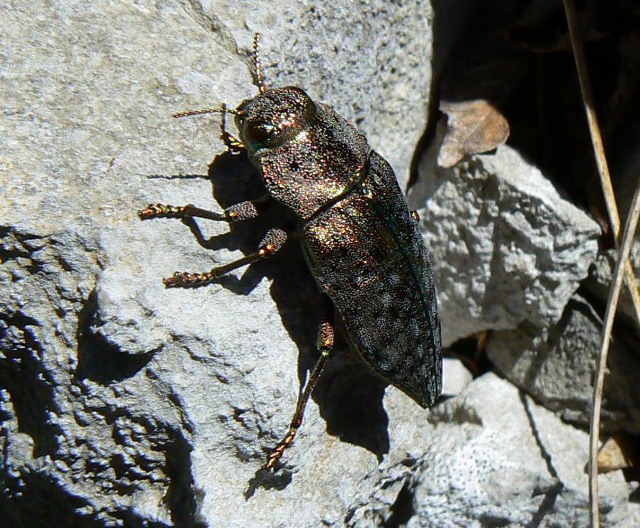 da ID Dicerca sp.