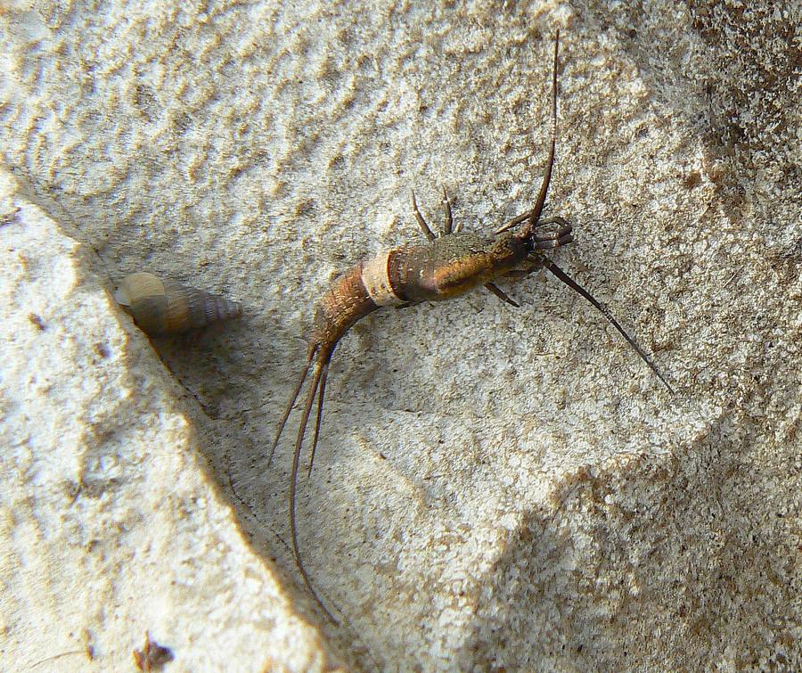 Lepisma strana sull''Sabotino (GO)