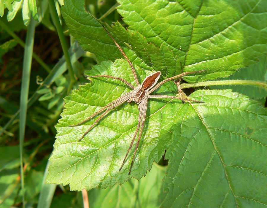 Pisaura mirabilis - Goriska Brda (Slovenia)