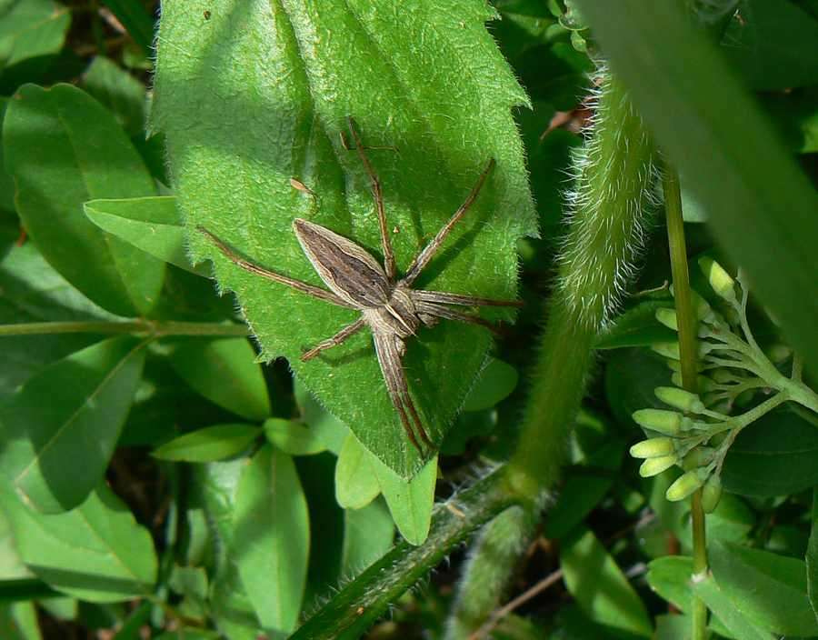 Pisaura mirabilis - Goriska Brda (Slovenia)