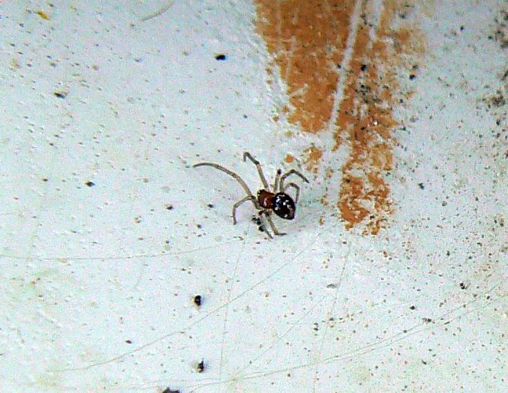 Steatoda triangulosa; Oecobius maculatus - M Sabotino (GO)