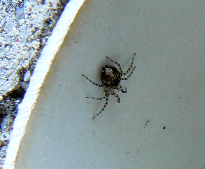 Steatoda triangulosa; Oecobius maculatus - M Sabotino (GO)