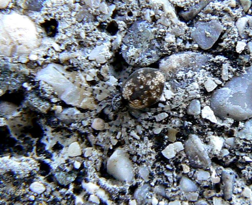Steatoda triangulosa; Oecobius maculatus - M Sabotino (GO)
