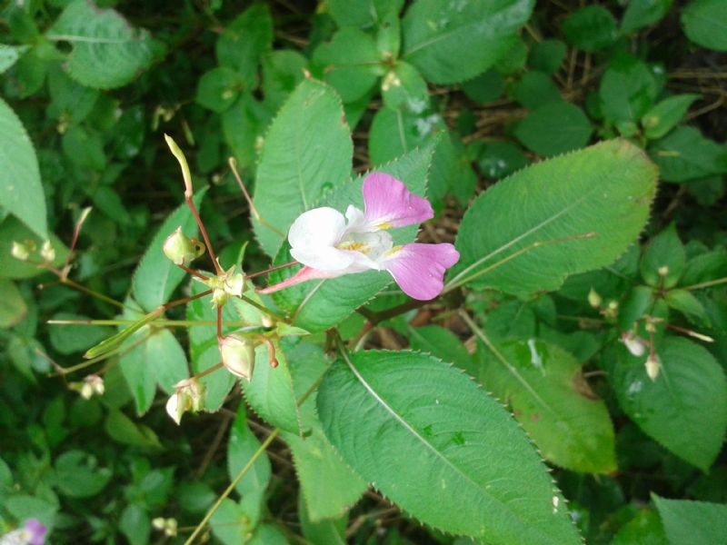 Impatiens balfourii