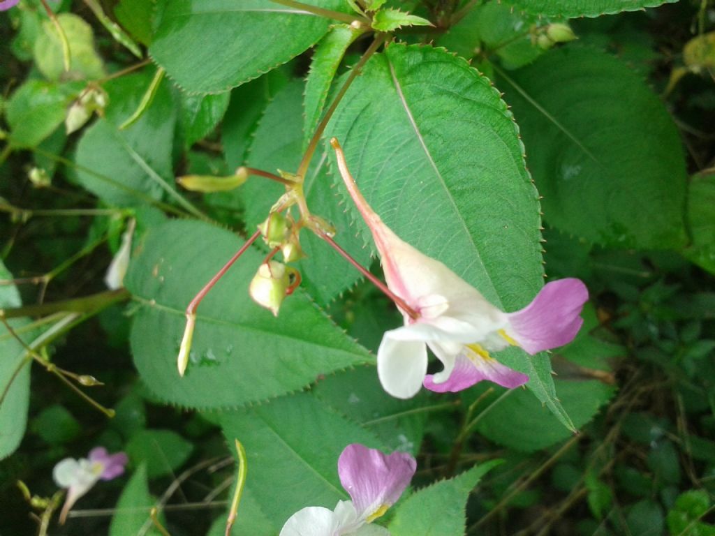 Impatiens balfourii