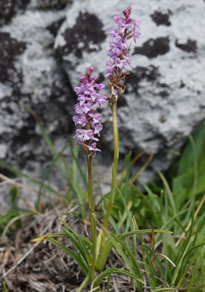 Gymnadenia odoratissima o ibrido?