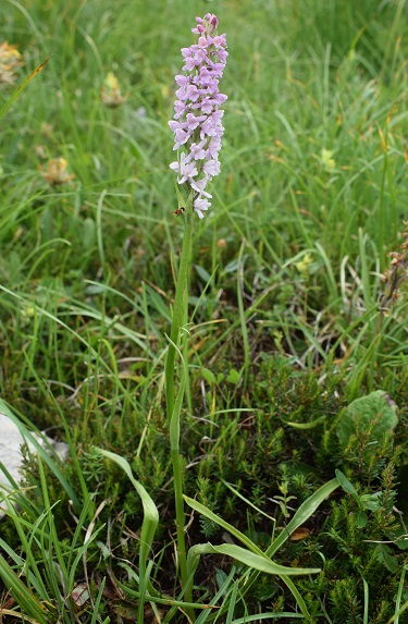 Gymnadenia odoratissima o ibrido?