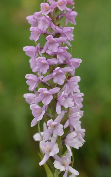 Gymnadenia odoratissima o ibrido?