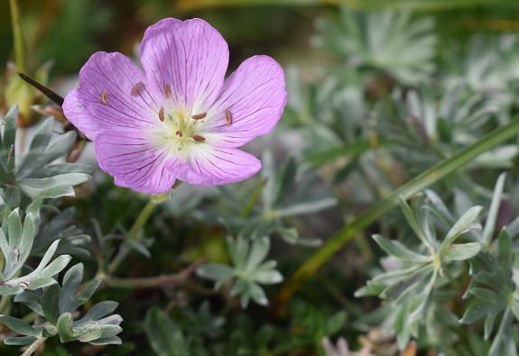 Geranium argenteum in Alpago