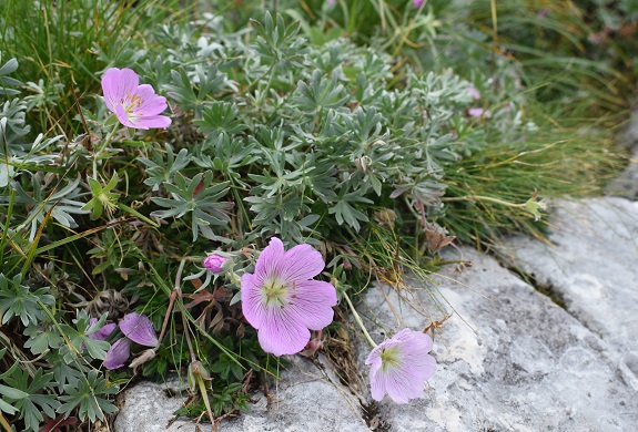 Geranium argenteum in Alpago